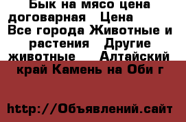 Бык на мясо цена договарная › Цена ­ 300 - Все города Животные и растения » Другие животные   . Алтайский край,Камень-на-Оби г.